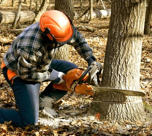 Tree Removal in Herron, MI